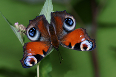 Dagpåfugløye (Aglais io)