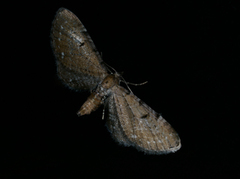 Brun dvergmåler (Eupithecia absinthiata)