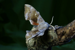Poplar Hawk-moth (Laothoe populi)