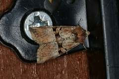 Rødlig strandengfly (Litoligia literosa)