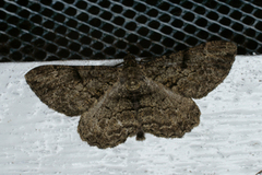 Willow Beauty (Peribatodes rhomboidaria)