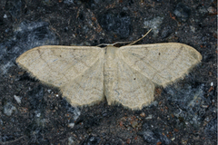 Bueengmåler (Idaea straminata)