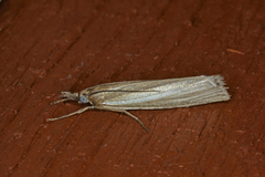 Common Grass-veneer (Agriphila tristella)