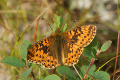 Myrperlemorvinge (Boloria aquilonaris)