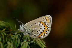 Silver-studded Blue (Plebejus argus)