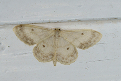 Randengmåler (Idaea biselata)