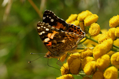 Tistelsommerfugl (Vanessa cardui)