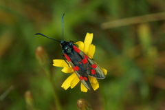 Six-spot Burnet (Zygaena filipendulae)