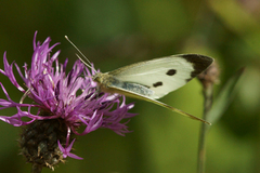 Stor kålsommerfugl (Pieris brassicae)