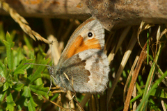 Engringvinge (Coenonympha pamphilus)