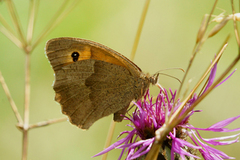 Meadow Brown (Maniola jurtina)
