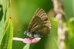 Brun blåvinge (Aricia eumedon)