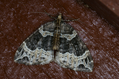 Small Phoenix (Ecliptopera silaceata)