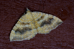 Yellow Shell (Camptogramma bilineata)