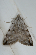 Treble-bar (Aplocera plagiata)