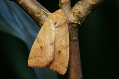 Vinkelfly (Enargia paleacea)