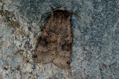 Dotted Clay (Xestia baja)