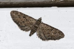 Augustdvergmåler (Eupithecia pusillata)