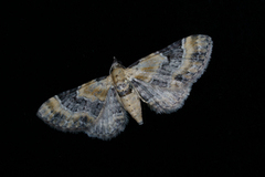 Revebjelledvergmåler (Eupithecia pulchellata)