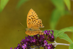 Keiserkåpe (Argynnis paphia)