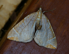 The Chevron (Eulithis testata)