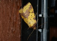 Fiolettbåndet gulfly (Xanthia togata)