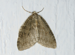 Autumnal Moth (Epirrita autumnata)