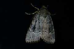 Rødt pyramidefly (Amphipyra pyramidea)