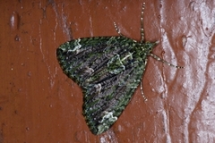 Red-green Carpet (Chloroclysta siterata)