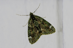 Red-green Carpet (Chloroclysta siterata)