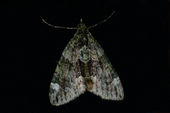Red-green Carpet (Chloroclysta siterata)