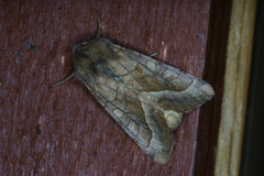 Brunt stengelfly (Hydraecia micacea)