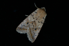 Yellow-line Quaker (Agrochola macilenta)