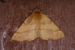 Feathered Thorn (Colotois pennaria)