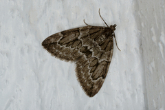 Juniper Carpet (Thera juniperata)
