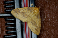 Scarce Umber (Agriopis aurantiaria)