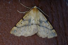 Feathered Thorn (Colotois pennaria)
