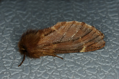 Plumed Prominent (Ptilophora plumigera)