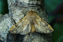 Plumed Prominent (Ptilophora plumigera)
