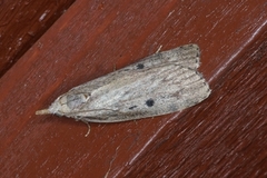 Bee Moth (Aphomia sociella)