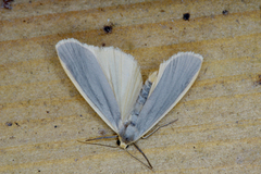 Common Footman (Eilema lurideola)
