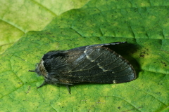 December Moth (Poecilocampa populi)