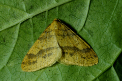 Gul frostmåler (Agriopis aurantiaria)