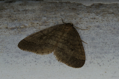 Winter Moth (Operophtera brumata)