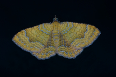 Yellow Shell (Camptogramma bilineata)