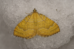 Yellow Shell (Camptogramma bilineata)