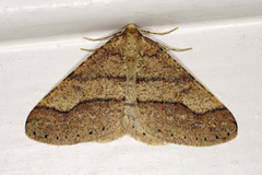 Dotted Border (Agriopis marginaria)