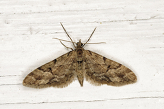 Spissvingedvergmåler (Eupithecia lanceata)
