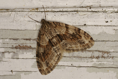 Barred Tooth-striped (Trichopteryx polycommata)