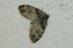 The Seraphim (Lobophora halterata)